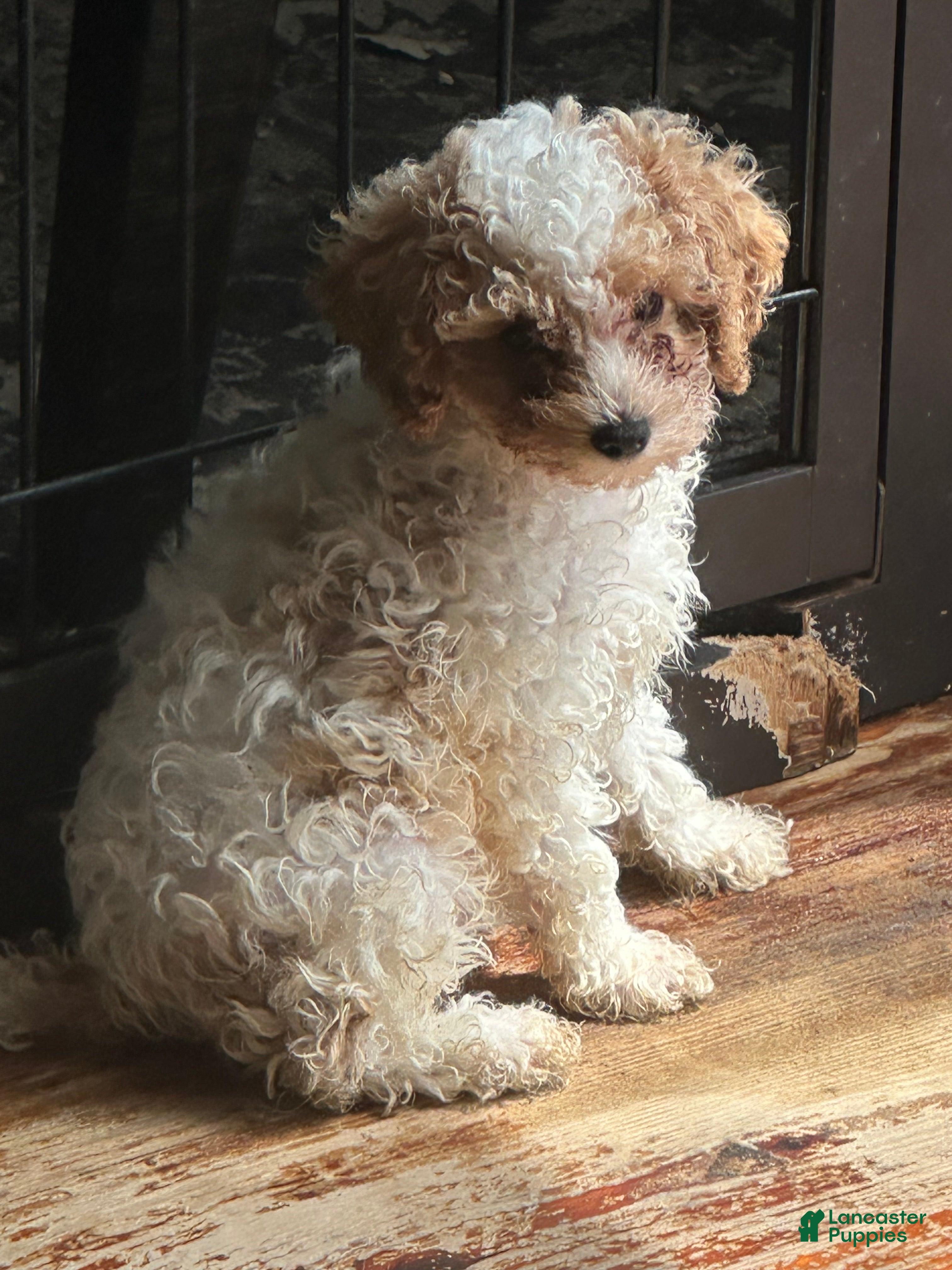 Miniature Poodle dogs Miniature Poodle 2 - Ad 7