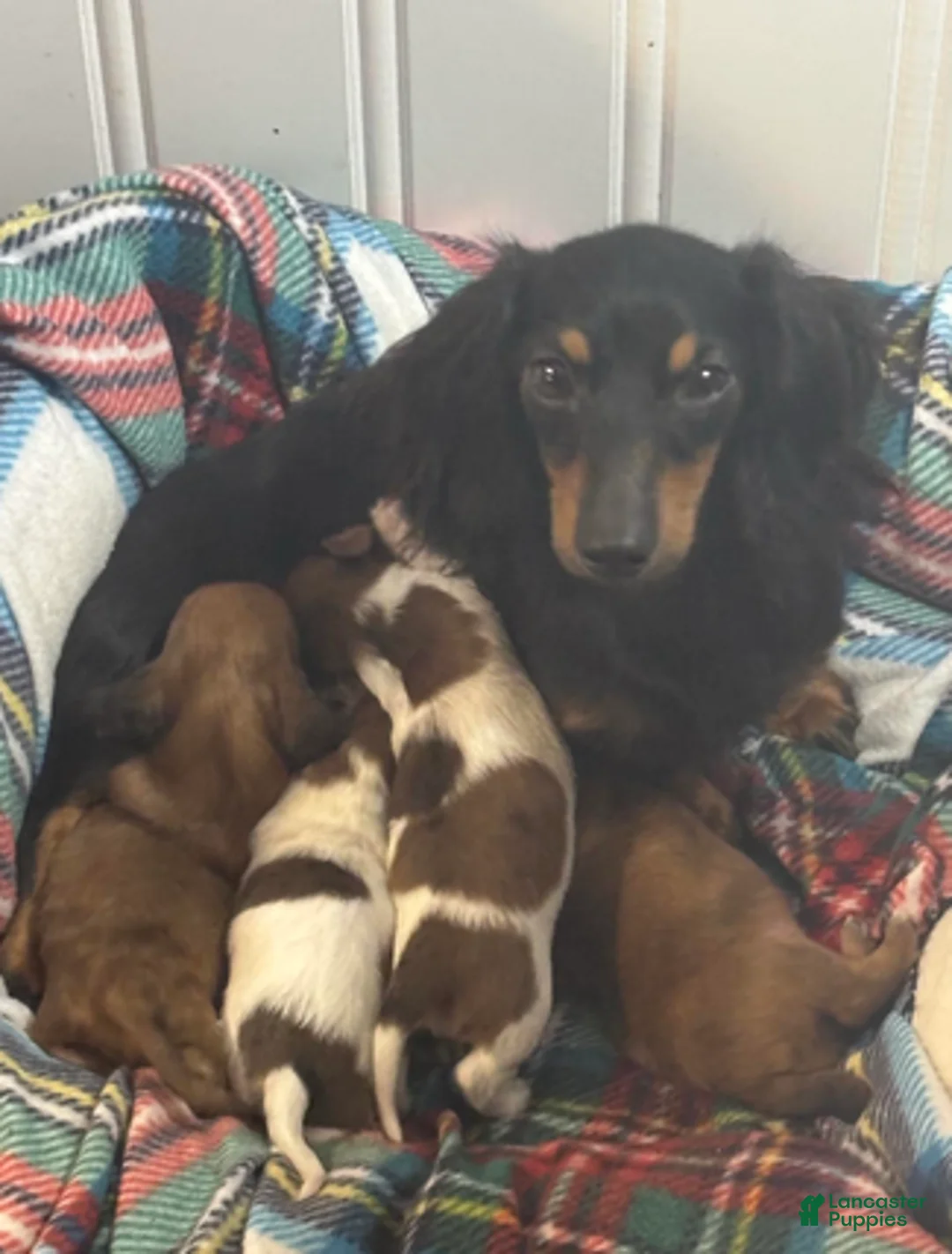 Dachshund dogs for sale: Red dapple little girl - Ad 6