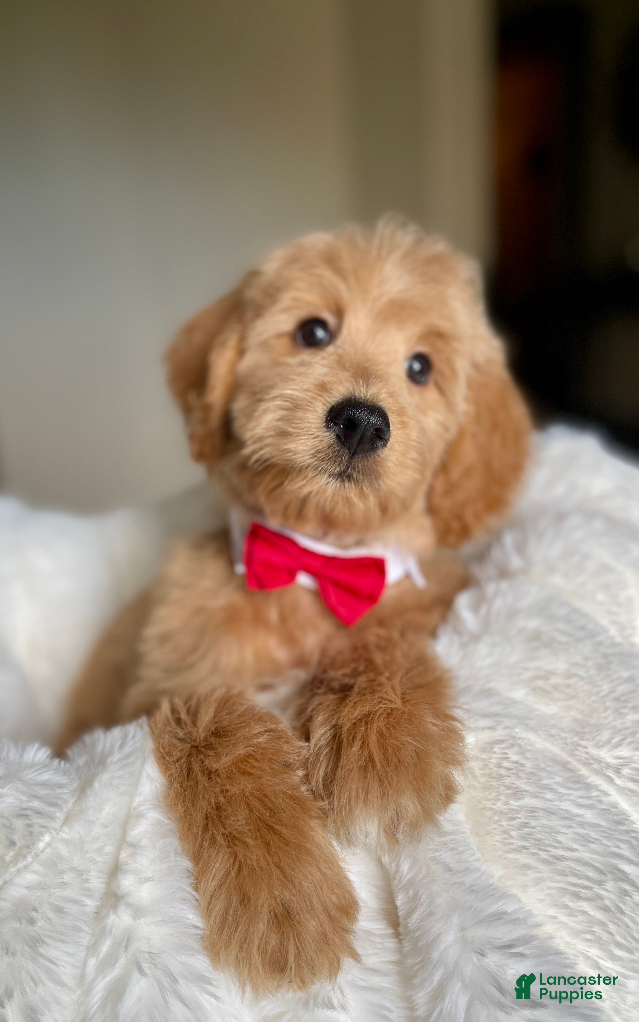 Australian Labradoodle dogs Mickey - Ad 2