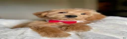 Australian Labradoodle dogs for sale: Mickey - Ad 2