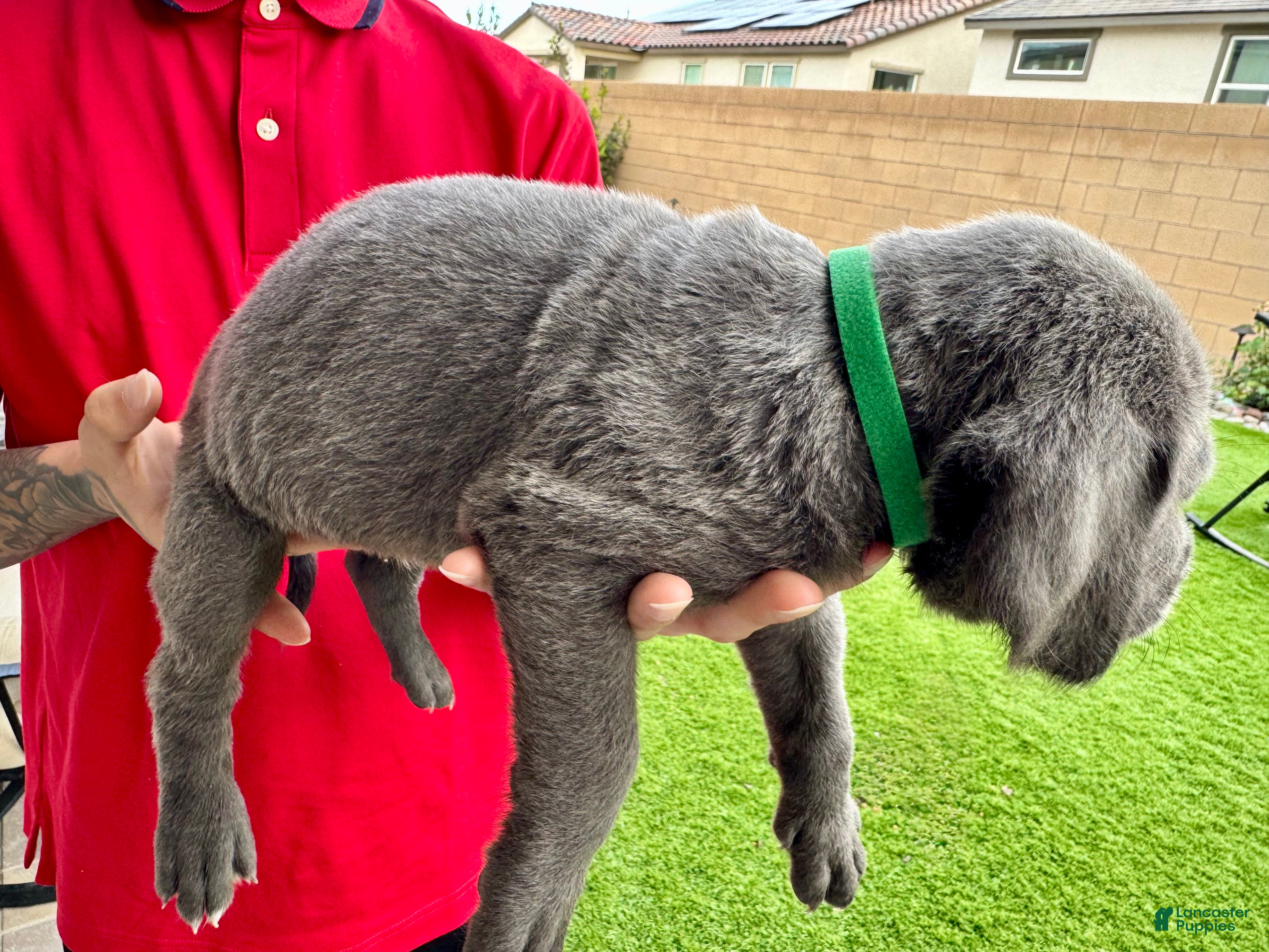 Mixed Breed dogs for sale: Mixed Breed Puppy 11 (dark green) - Ad 1