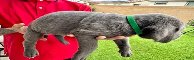 Mixed Breed Puppy 11 (dark green)