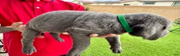 Mixed Breed dogs for sale: Mixed Breed Puppy 11 (dark green) - Ad 1