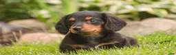 Miniature Dachshund dogs for sale: Bucky - Ad 2