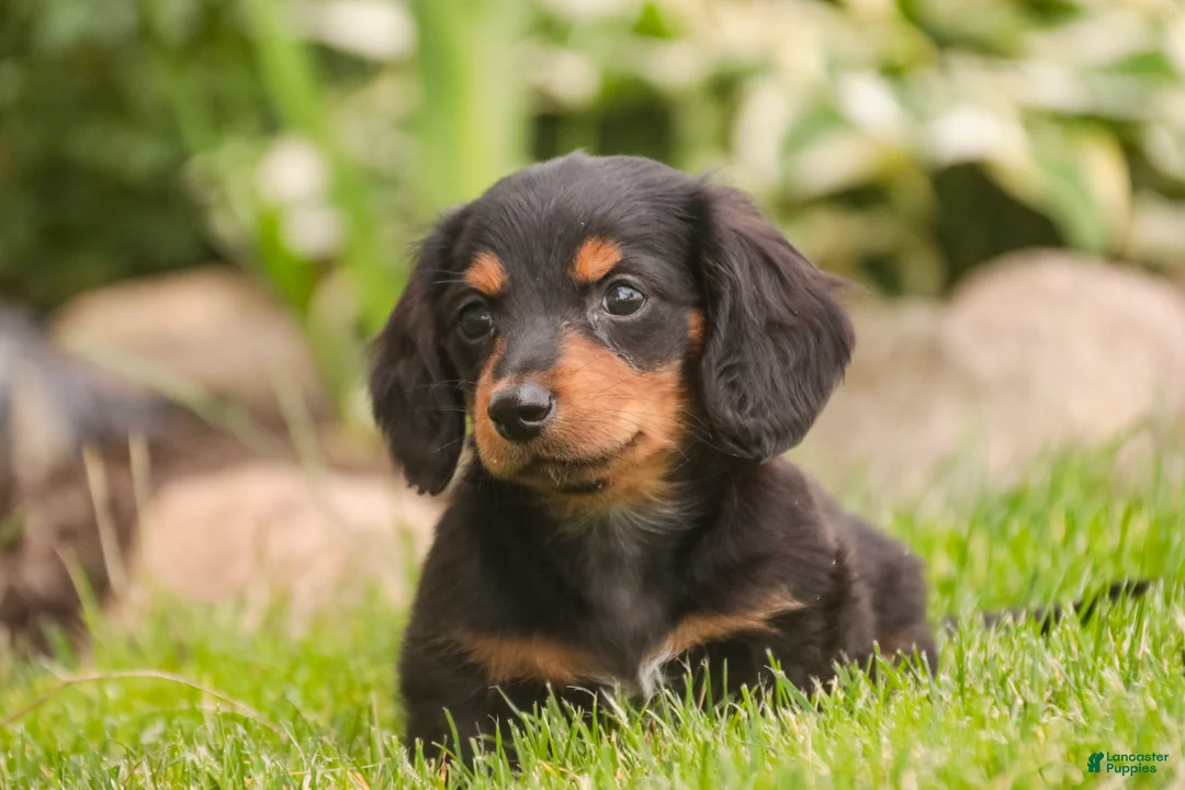 Miniature Dachshund dogs for sale: Bucky - Ad 2