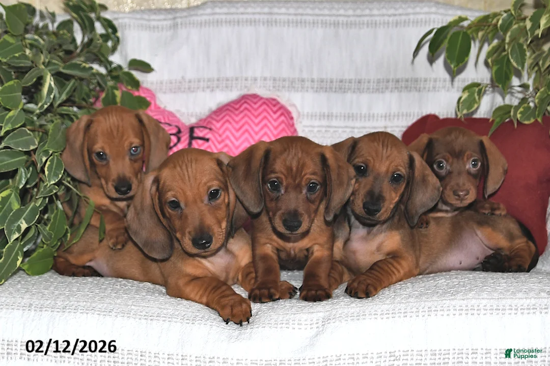 Miniature Dachshund dogs for sale: Hunter - Ad 5