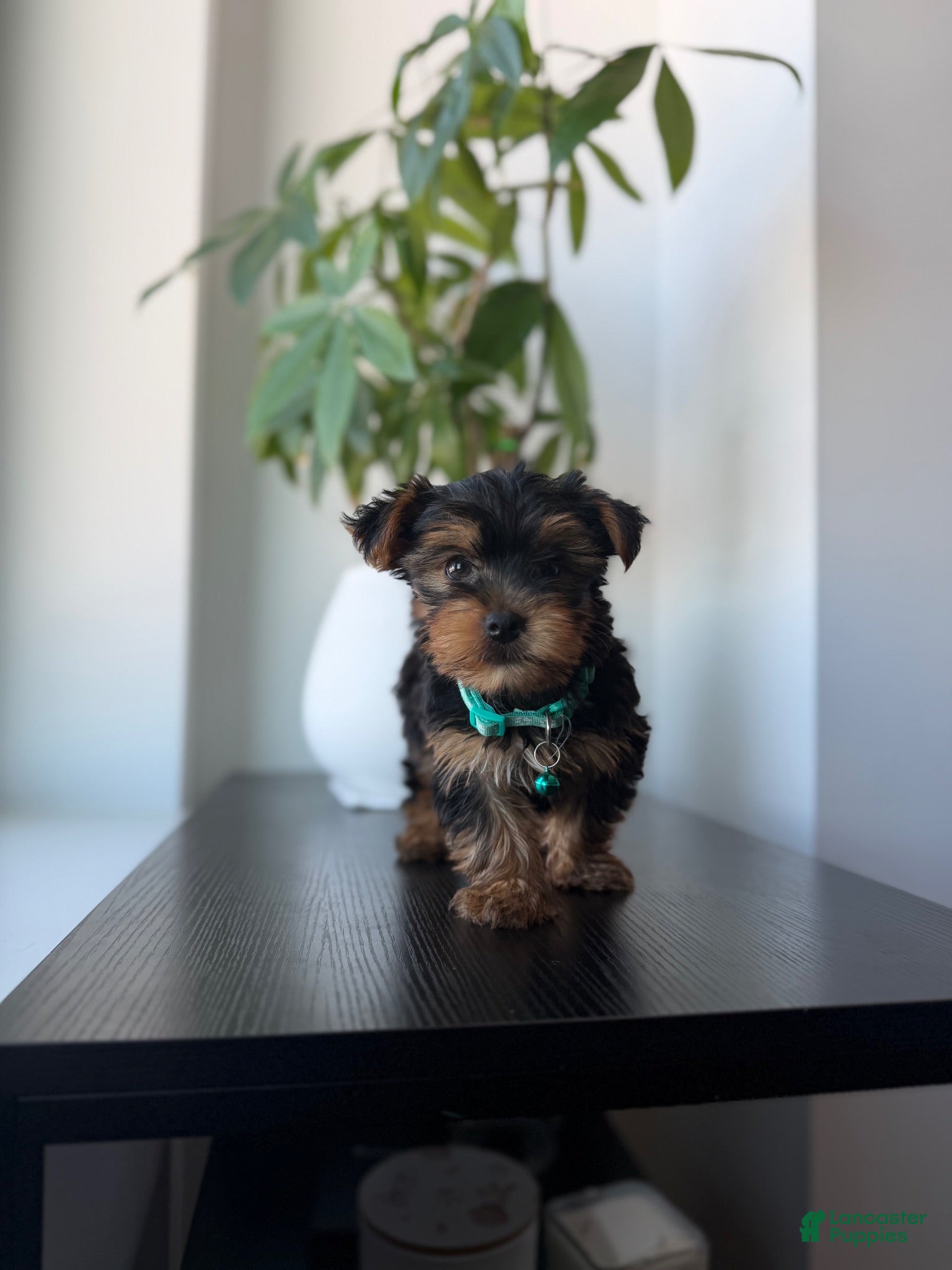 Yorkshire Terrier dogs Teacup teddy - Ad 21