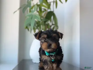 Yorkshire Terrier dogs Teacup teddy - Ad 21
