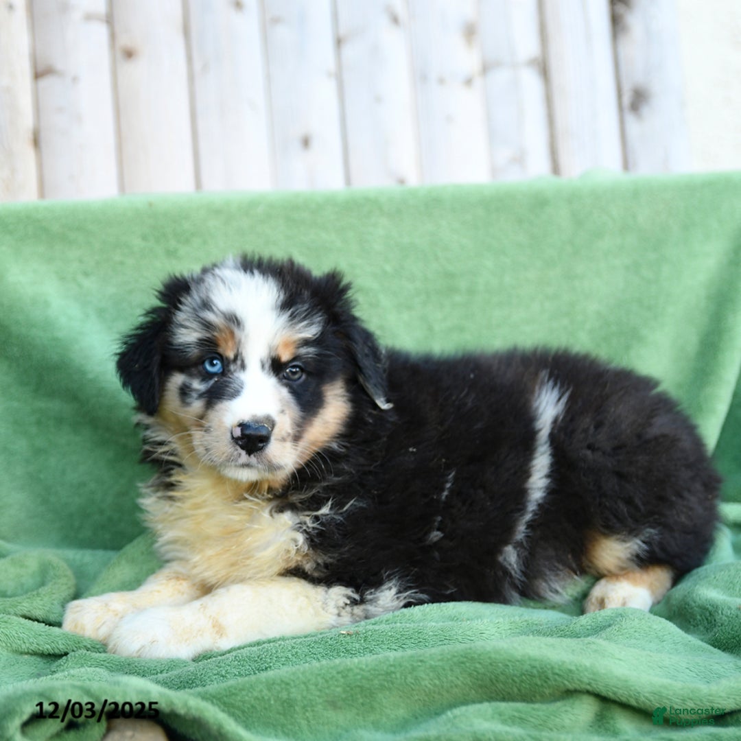 Australian Shepherd dogs for sale: Danny - Ad 3