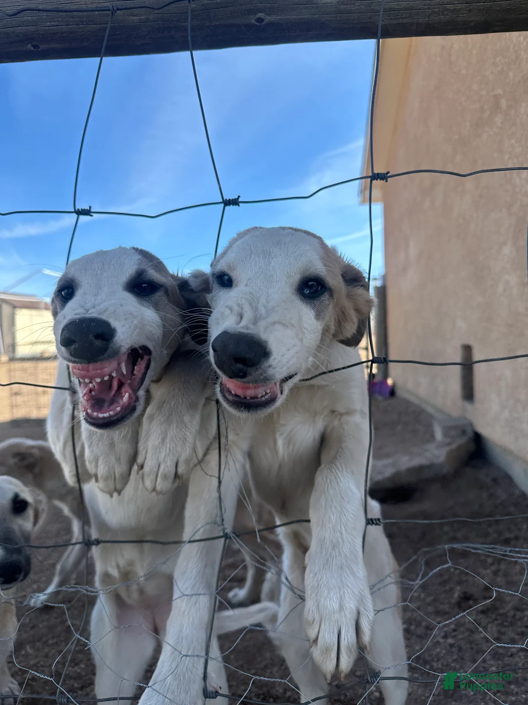 Mixed Breed dogs for sale: Journey - Ad 2