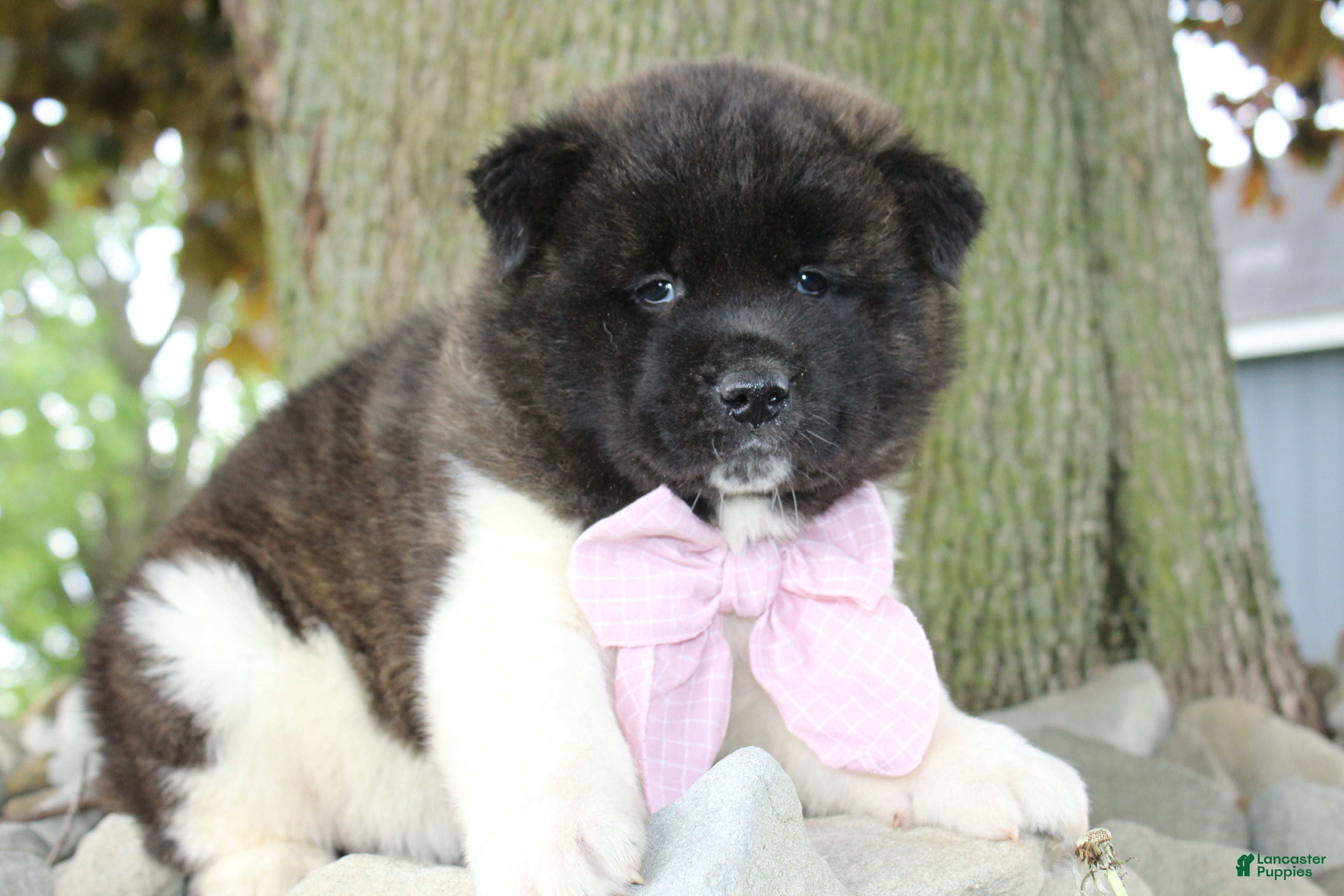 Akita dogs AKC Luna - Ad 2