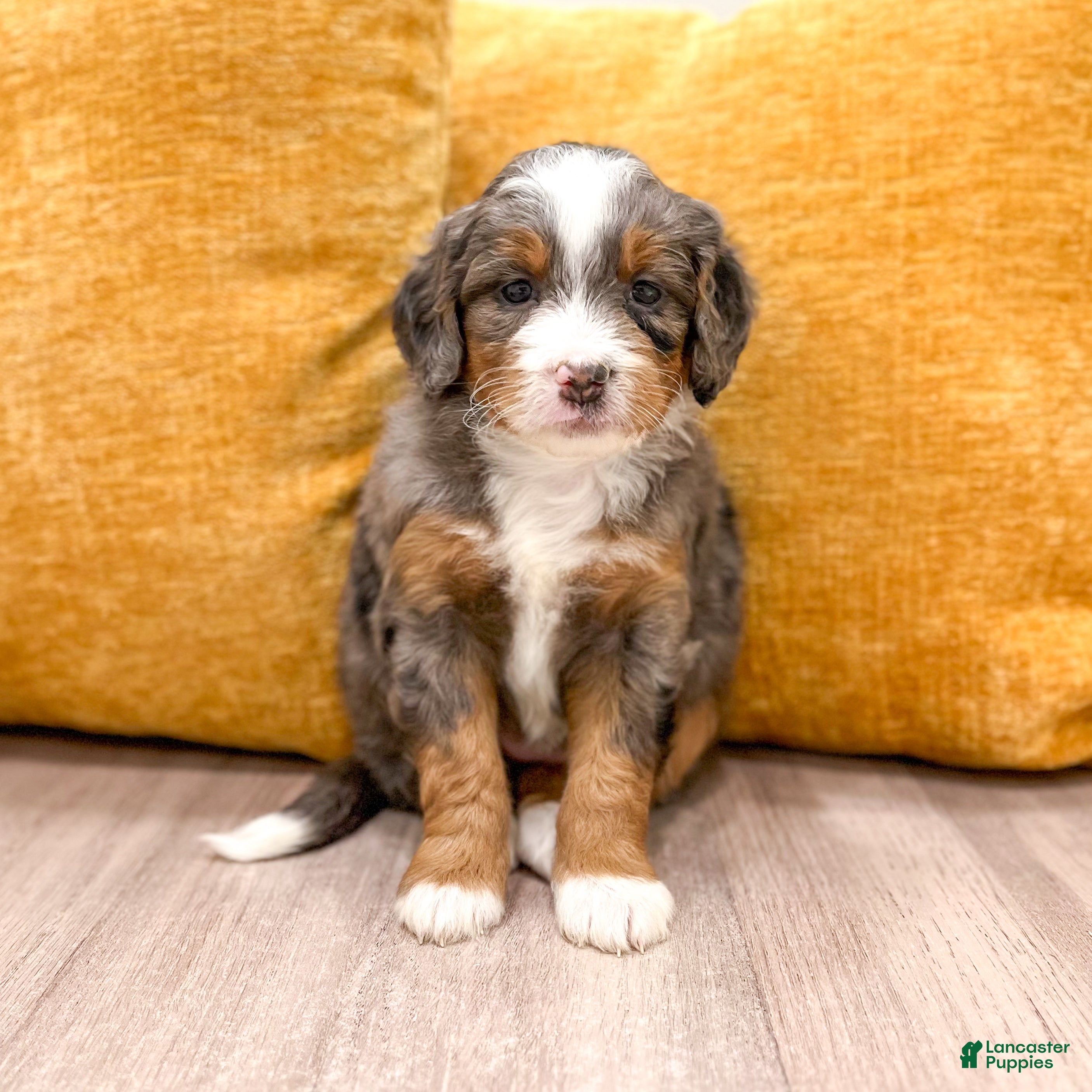 Mini Bernedoodle dogs for sale: Isabella - Ad 1
