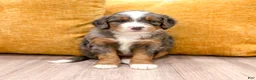 Mini Bernedoodle dogs for sale: Isabella - Ad 1