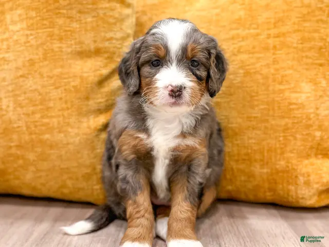 Mini Bernedoodle dogs for sale: Isabella - Ad 1