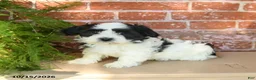 Havanese dogs for sale: Lilly - Ad 3