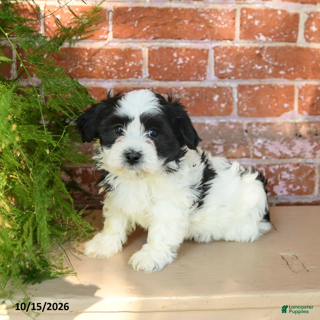 Havanese dogs for sale: Lilly - Ad 3