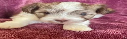 Havanese dogs for sale: Brownie - Ad 4