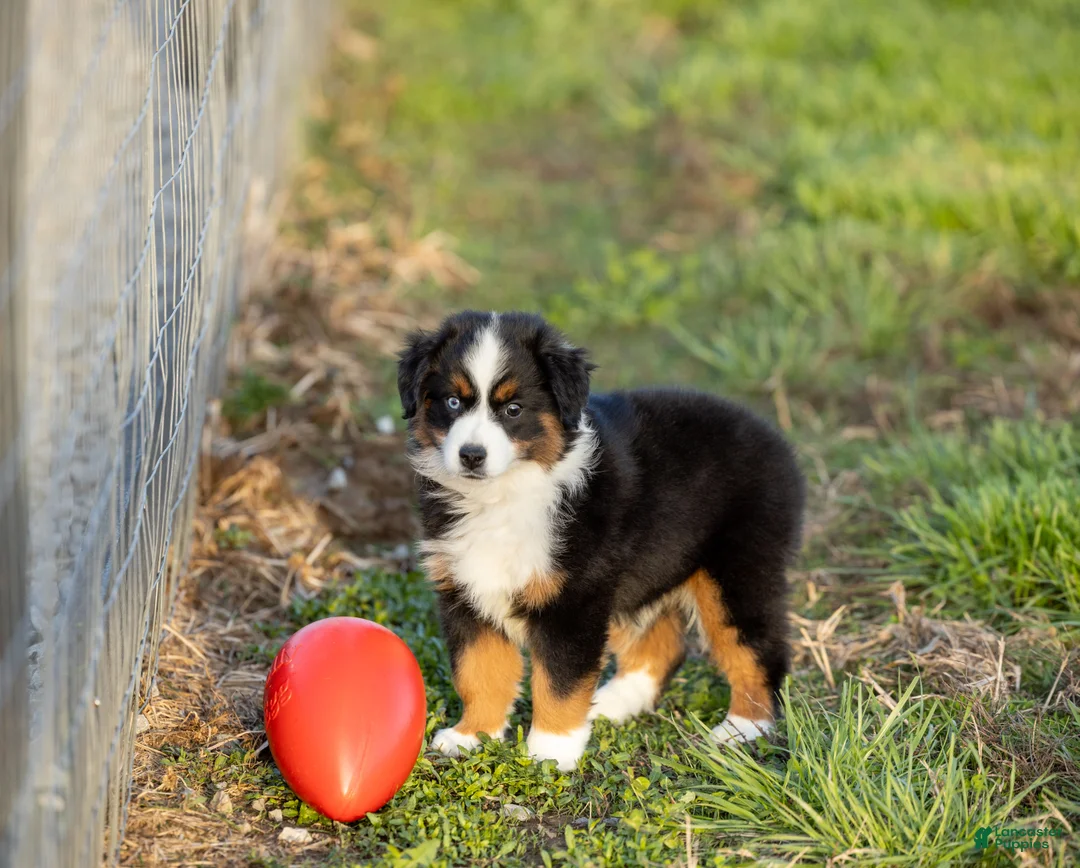 Miniature Australian Shepherd dogs for sale: Peanut Miniature Australian Shepherd Puppy  - Ad 1