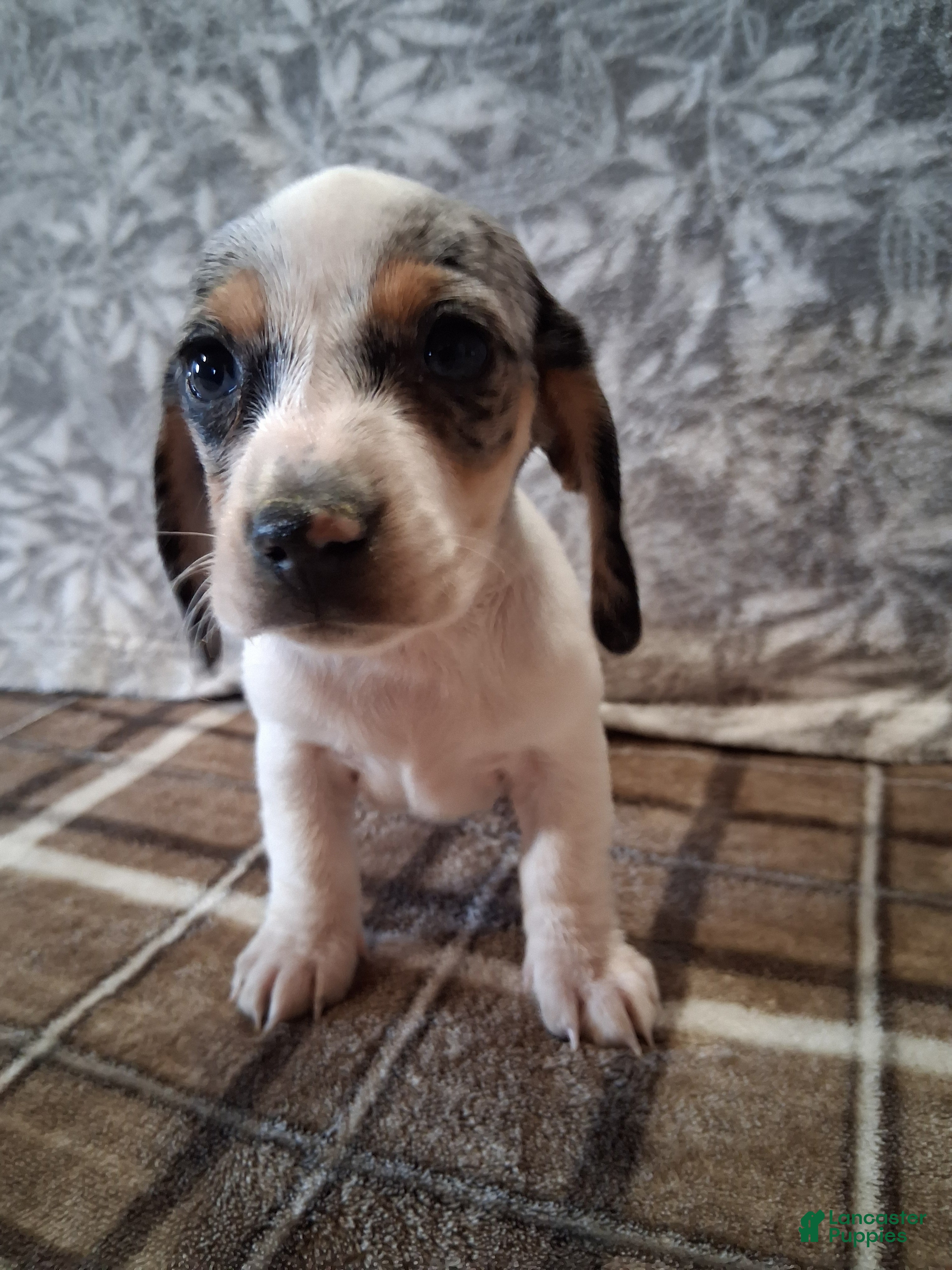 Miniature Dachshund dogs Sierra - Ad 1