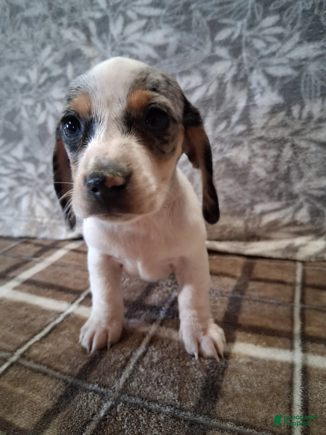 Miniature Dachshund dogs for sale: Sierra - Ad 1