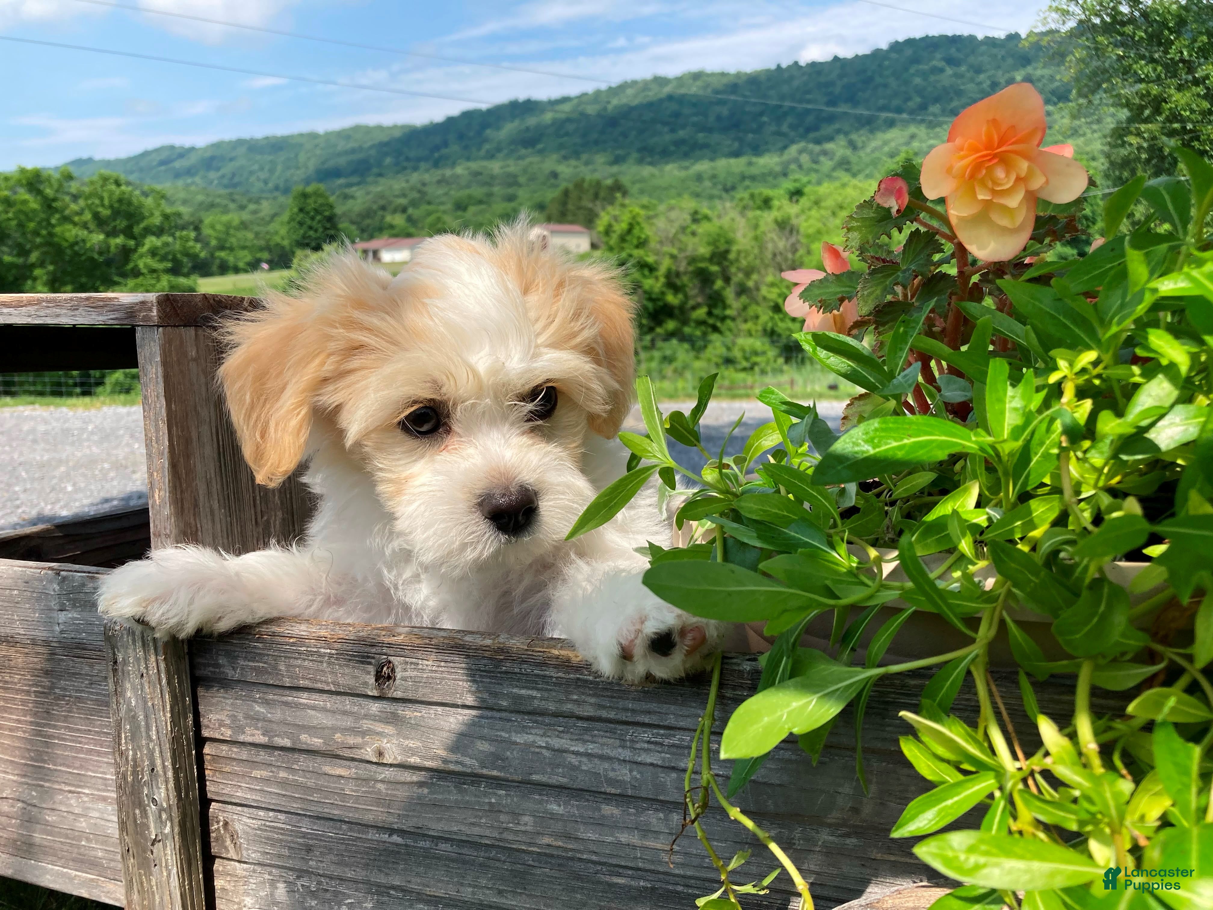 Mixed Breed dogs Carter - Ad 2