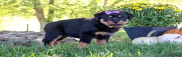 Rottweiler dogs for sale: Mia - Ad 3