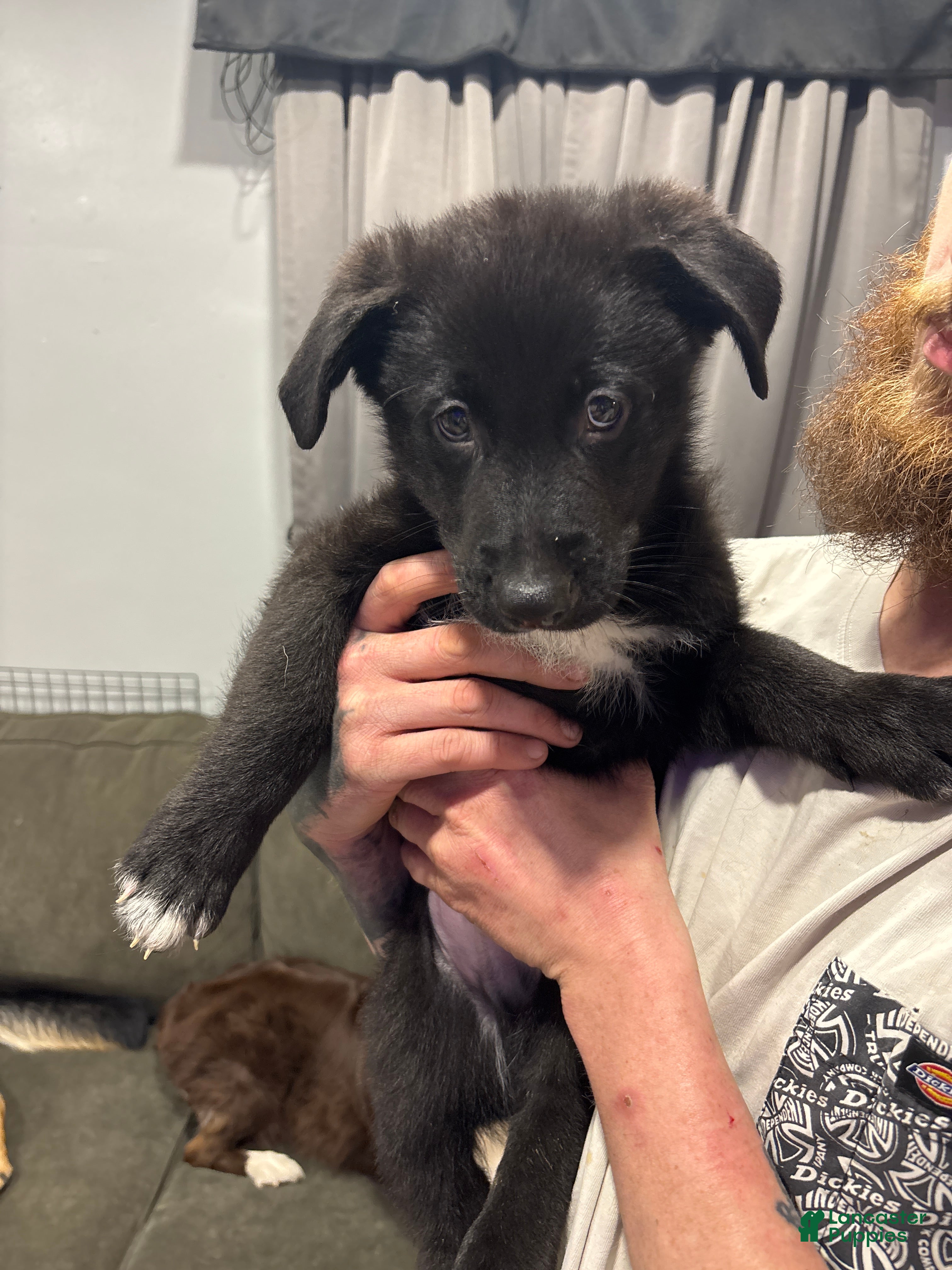 Mixed Breed dogs Mixed Breed Puppy 4 - Ad 11