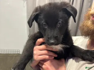 Mixed Breed dogs Mixed Breed Puppy 4 - Ad 11