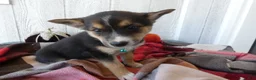 Australian Cattle Dog dogs for sale: Australian Cattle Dog 7 Lynette - Ad 9