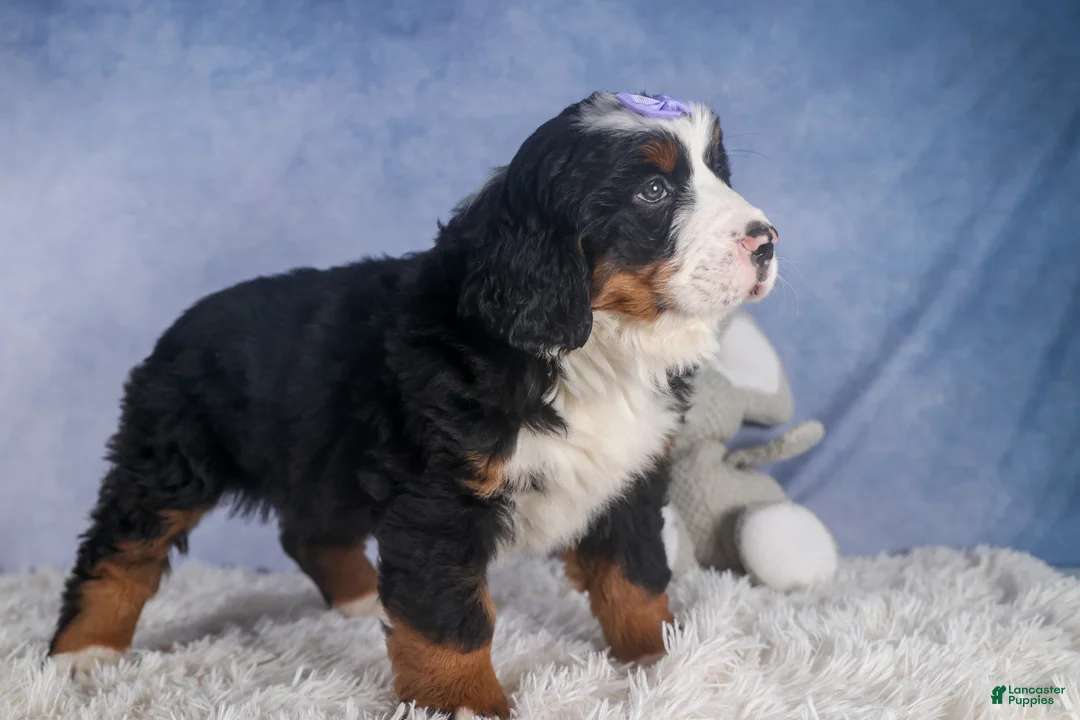 Bernese Mountain Dog dogs for sale: HONEY - Ad 3