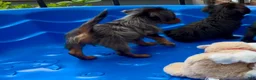 Shorkie dogs for sale: Shorkie 3 - Ad 3