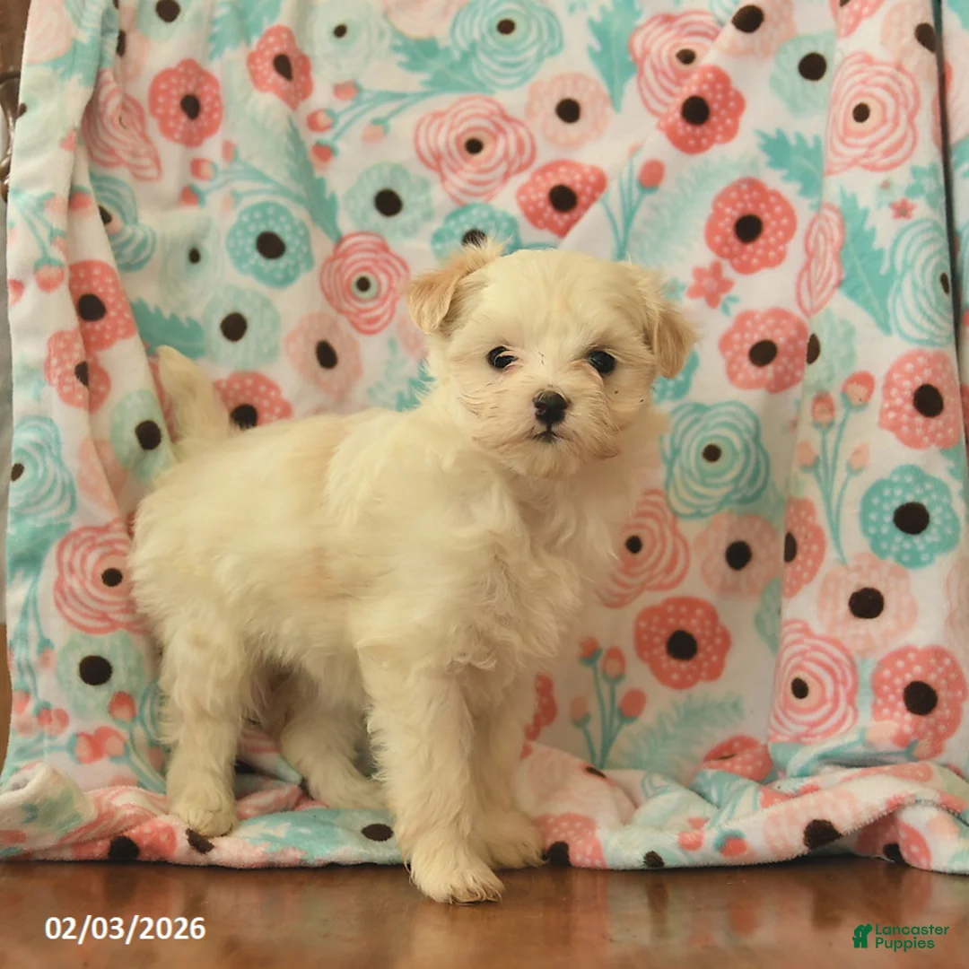 Maltipoo dogs for sale: Lulu  - Ad 2