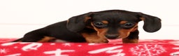 Miniature Dachshund dogs for sale: Gretta - Ad 8