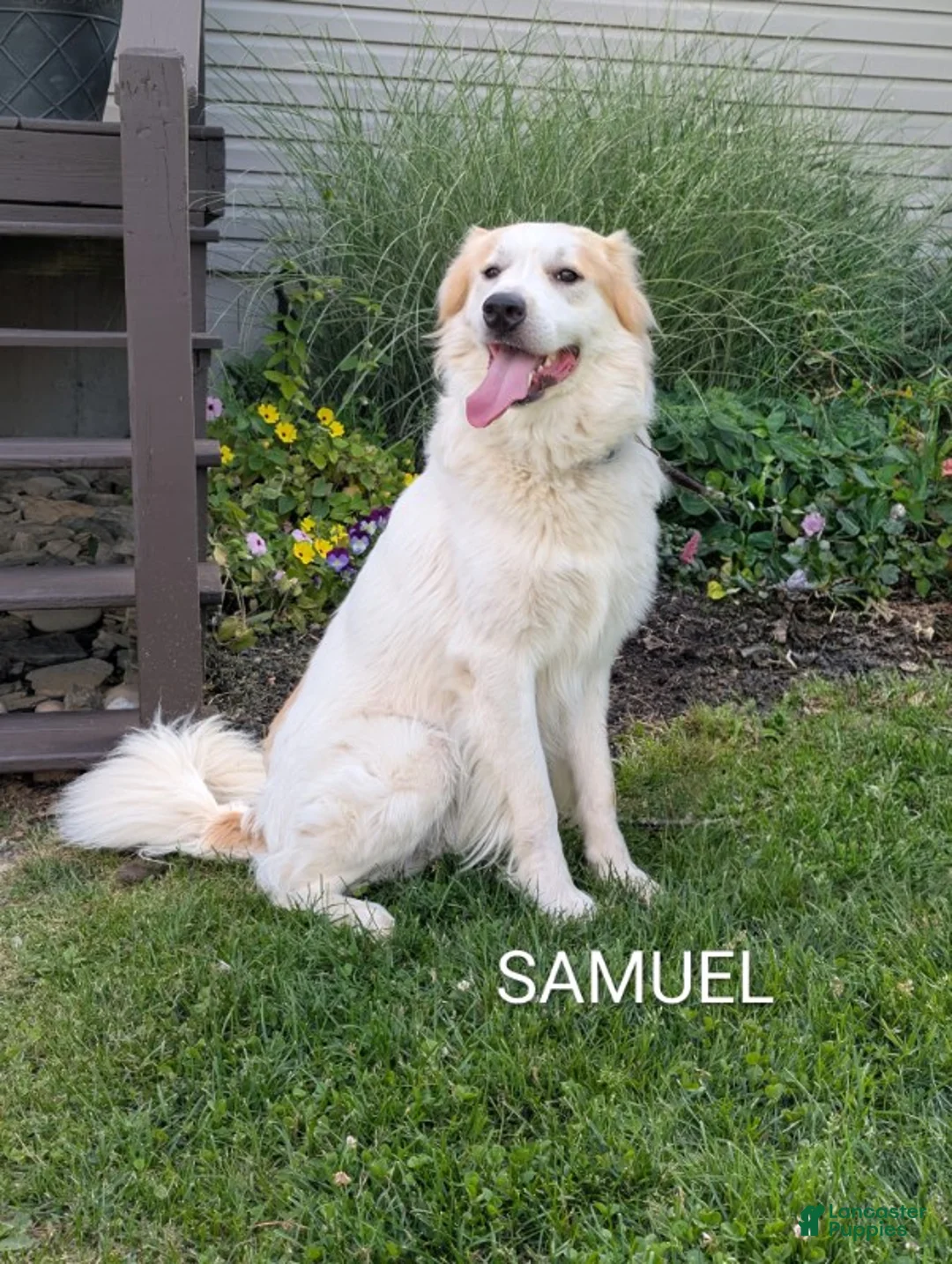 Mixed Breed dogs for sale: Samuel - Ad 1