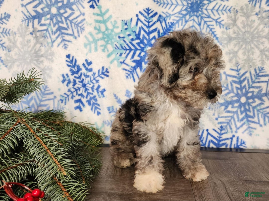 Mini Bernedoodle dogs for sale: Angel - Ad 7
