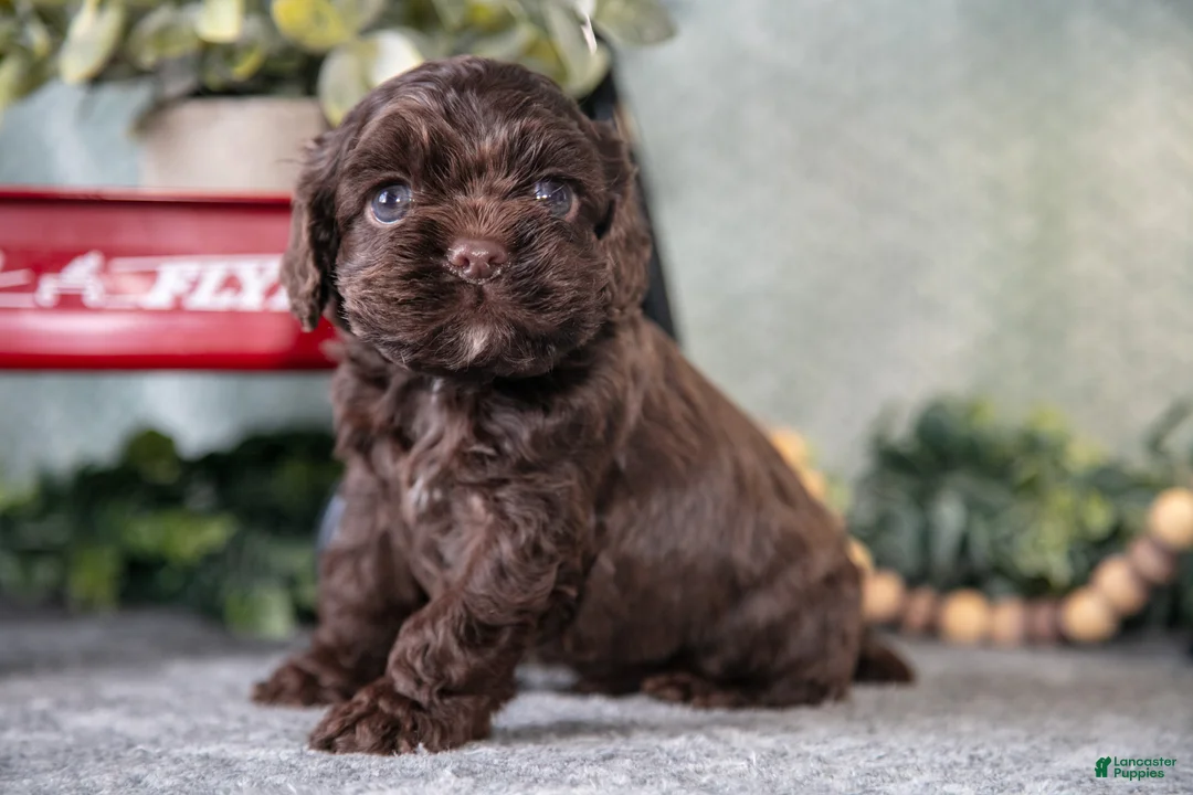 Cocker Spaniel dogs for sale: Morris - Ad 1