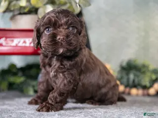 Cocker Spaniel dogs Morris - Ad 18