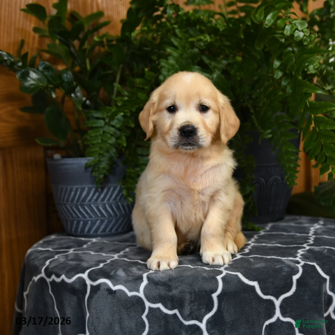 Golden Retriever dogs for sale: Hadley - Ad 3