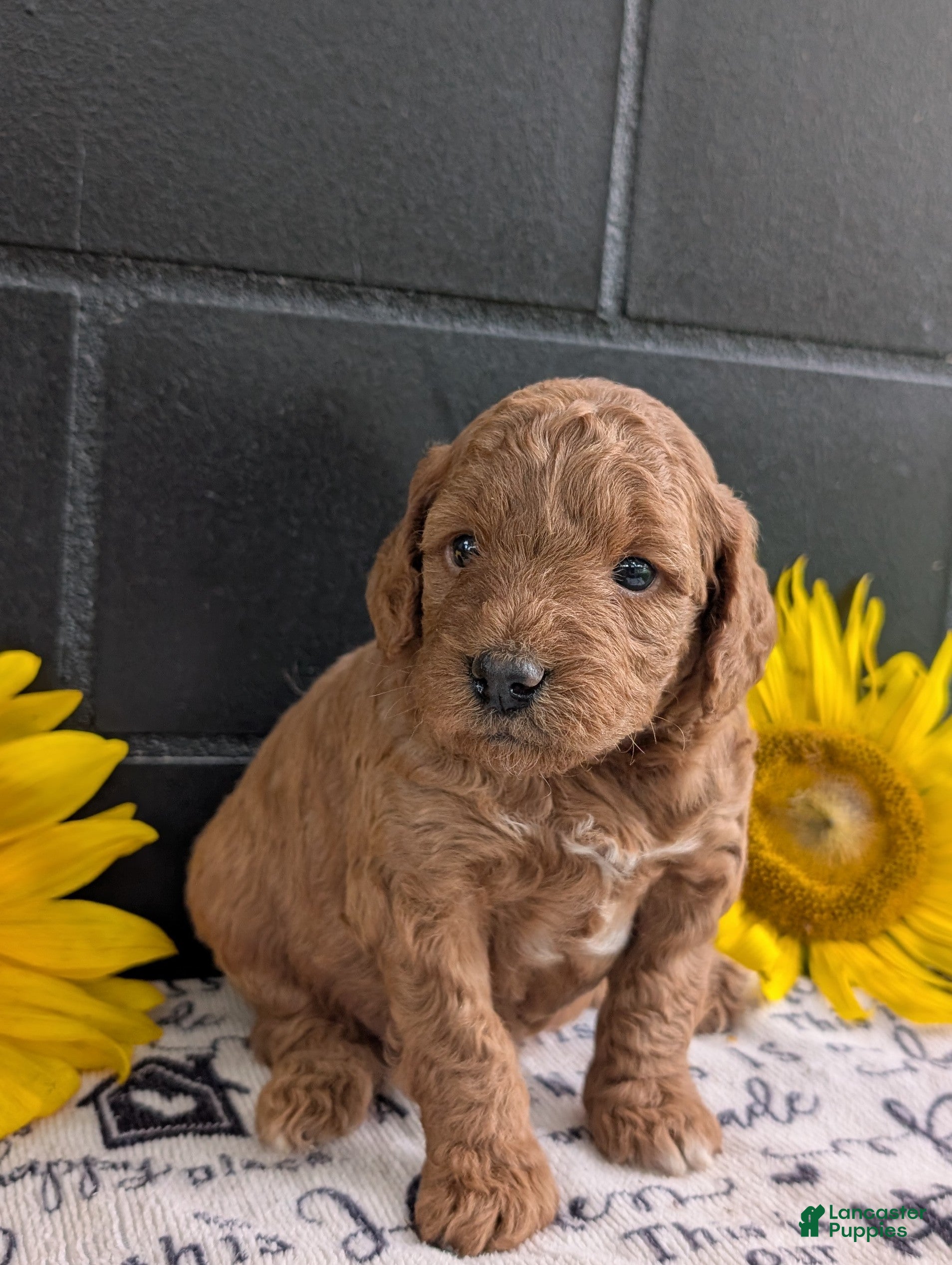 Mini Goldendoodle dogs Mini-Mason - Ad 2