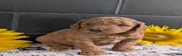 Mini Goldendoodle dogs for sale: Mini-Mason - Ad 2