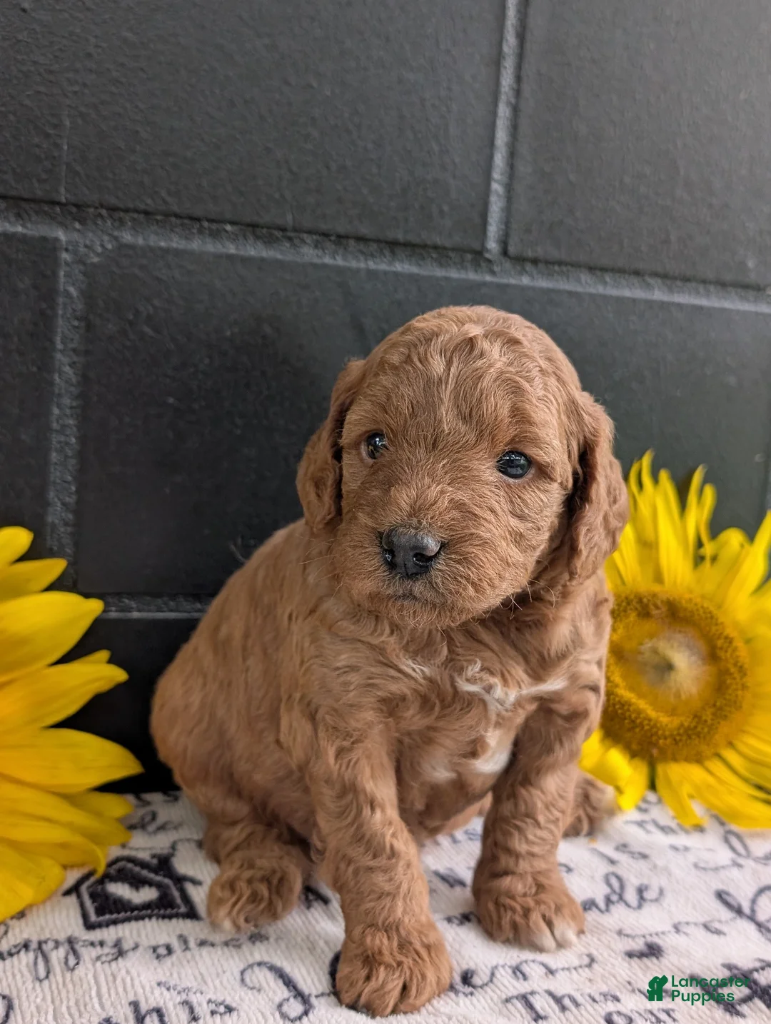 Mini Goldendoodle dogs for sale: Mini-Mason - Ad 2