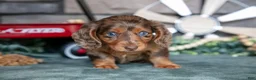 Miniature Dachshund dogs for sale: Jessa - Ad 3