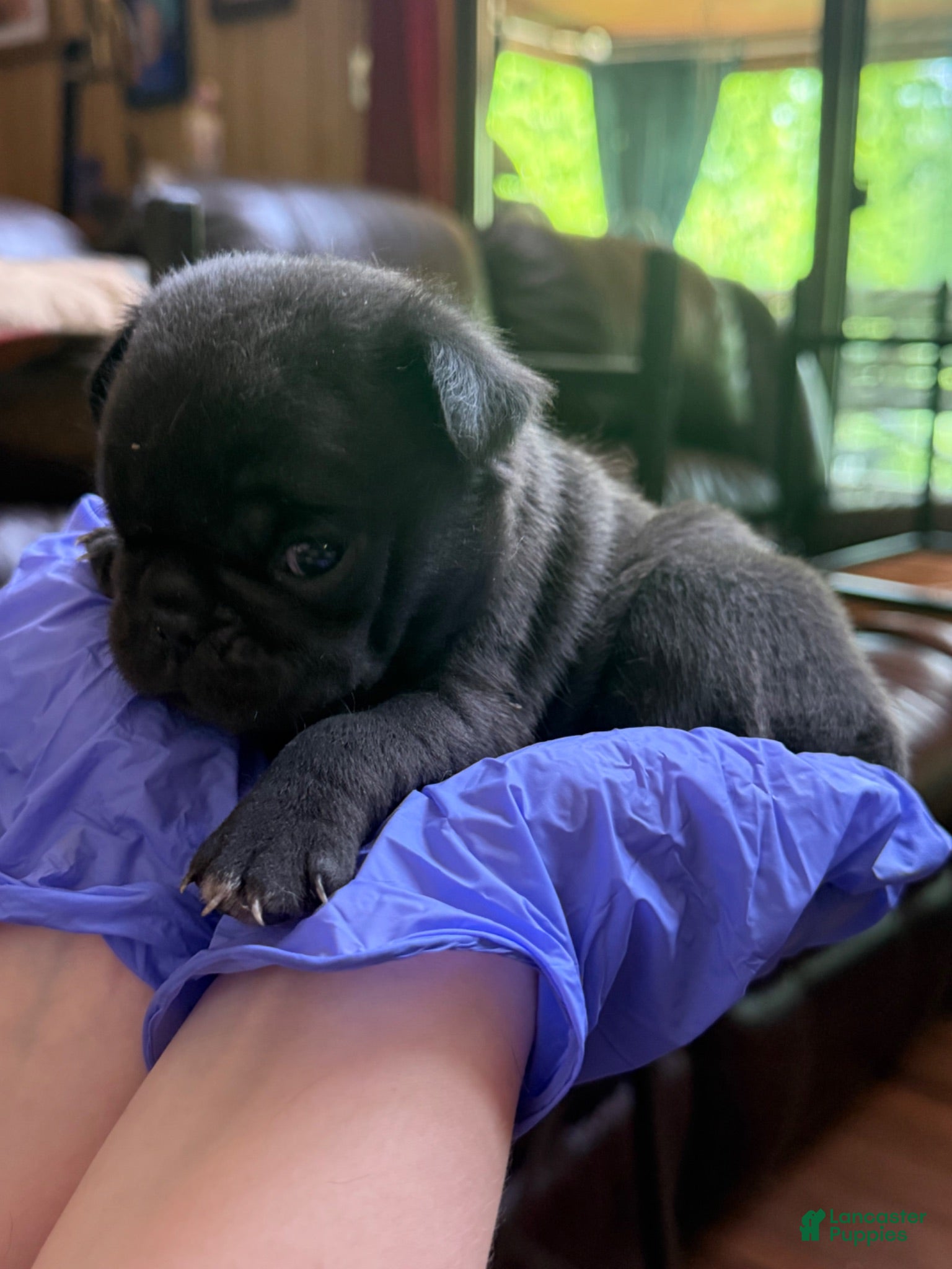 Pug dogs Pug 1 - Ad 40