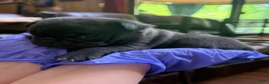 Pug 1