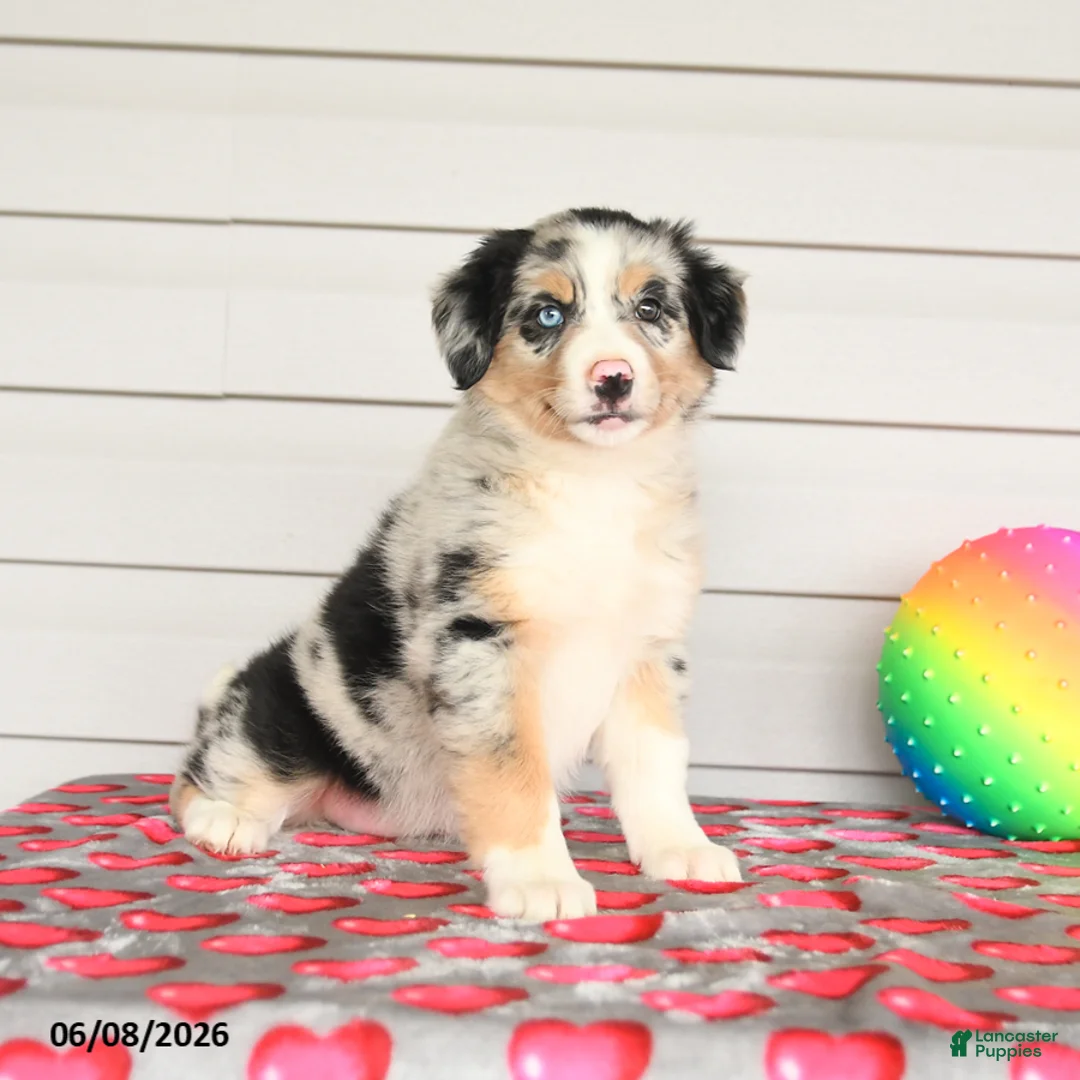 Mixed Breed dogs for sale: Kimmie - Ad 2