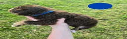 Australian Shepherd dogs for sale: Australian Shepherd Puppy BLUE - Ad 2