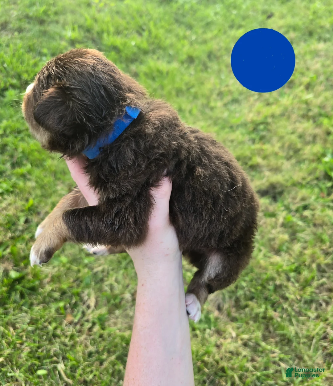 Australian Shepherd dogs for sale: Australian Shepherd Puppy BLUE - Ad 2