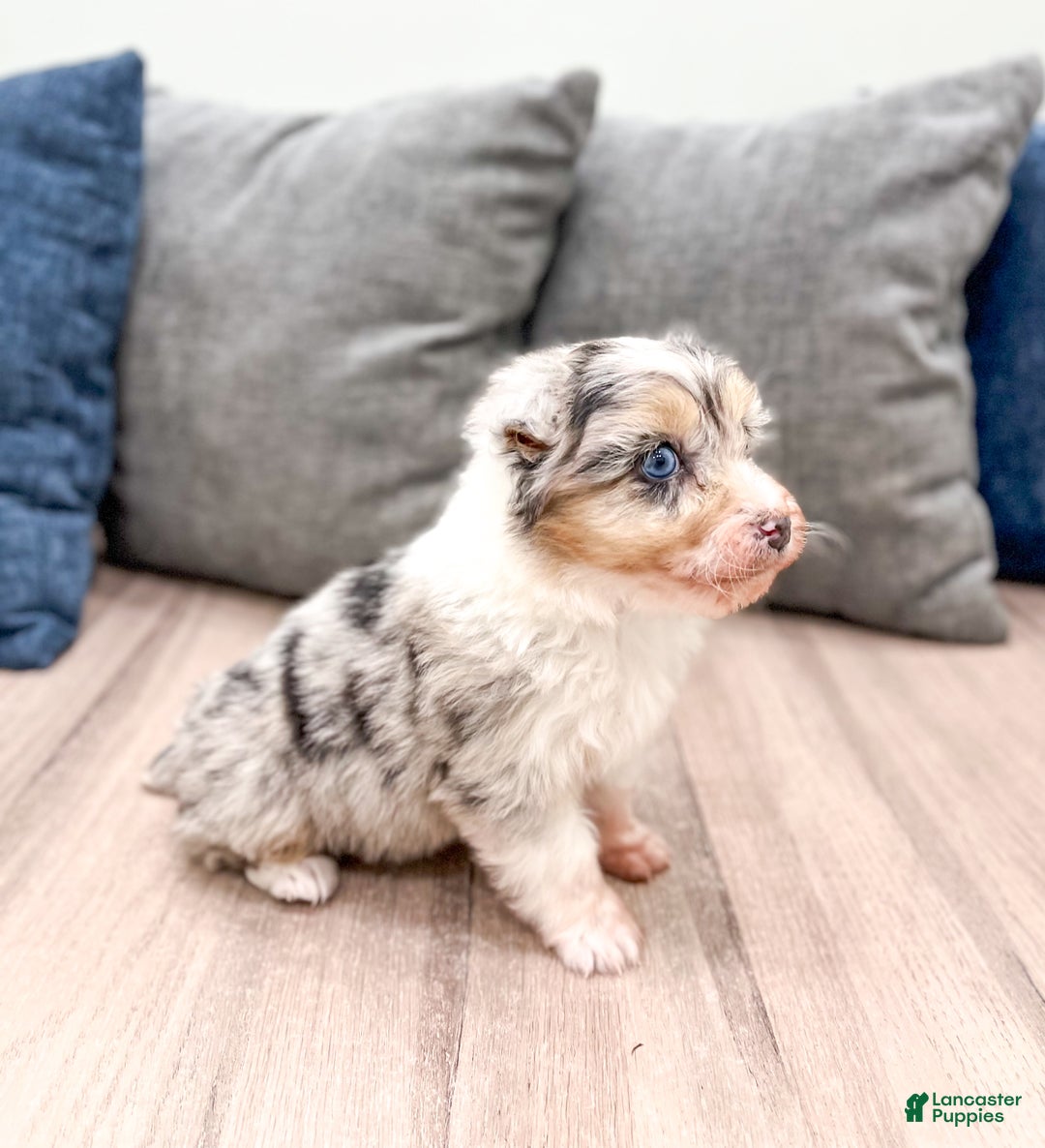 Aussiedoodle dogs for sale: Hazel - Ad 4