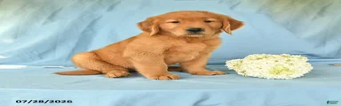 Maggie