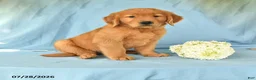 Golden Retriever dogs for sale: Maggie - Ad 1